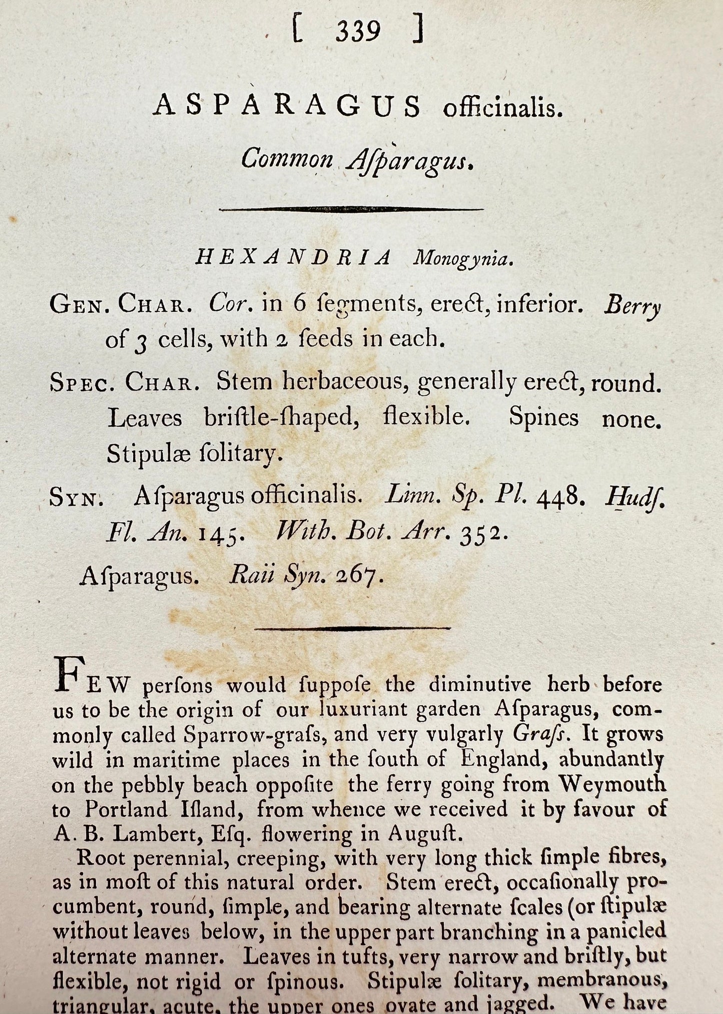 Antique Print - James Sowerby - Asparagus Officinalis - Common Asparagus - F1