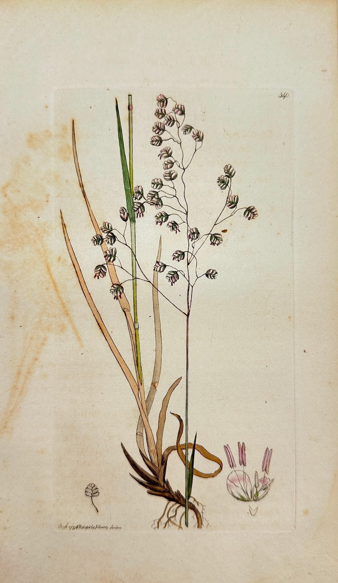Antique Botanical Print - James Sowerby - Briza Media - Cow-Quakes - F1