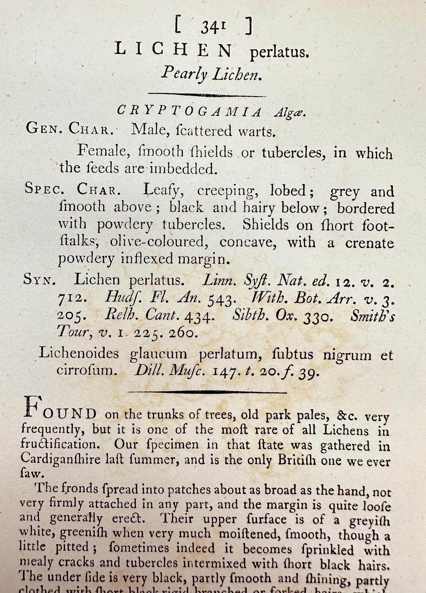 Antique Botanical Print - James Sowerby - Lichen Perlatus - Pearly Lichen - F1