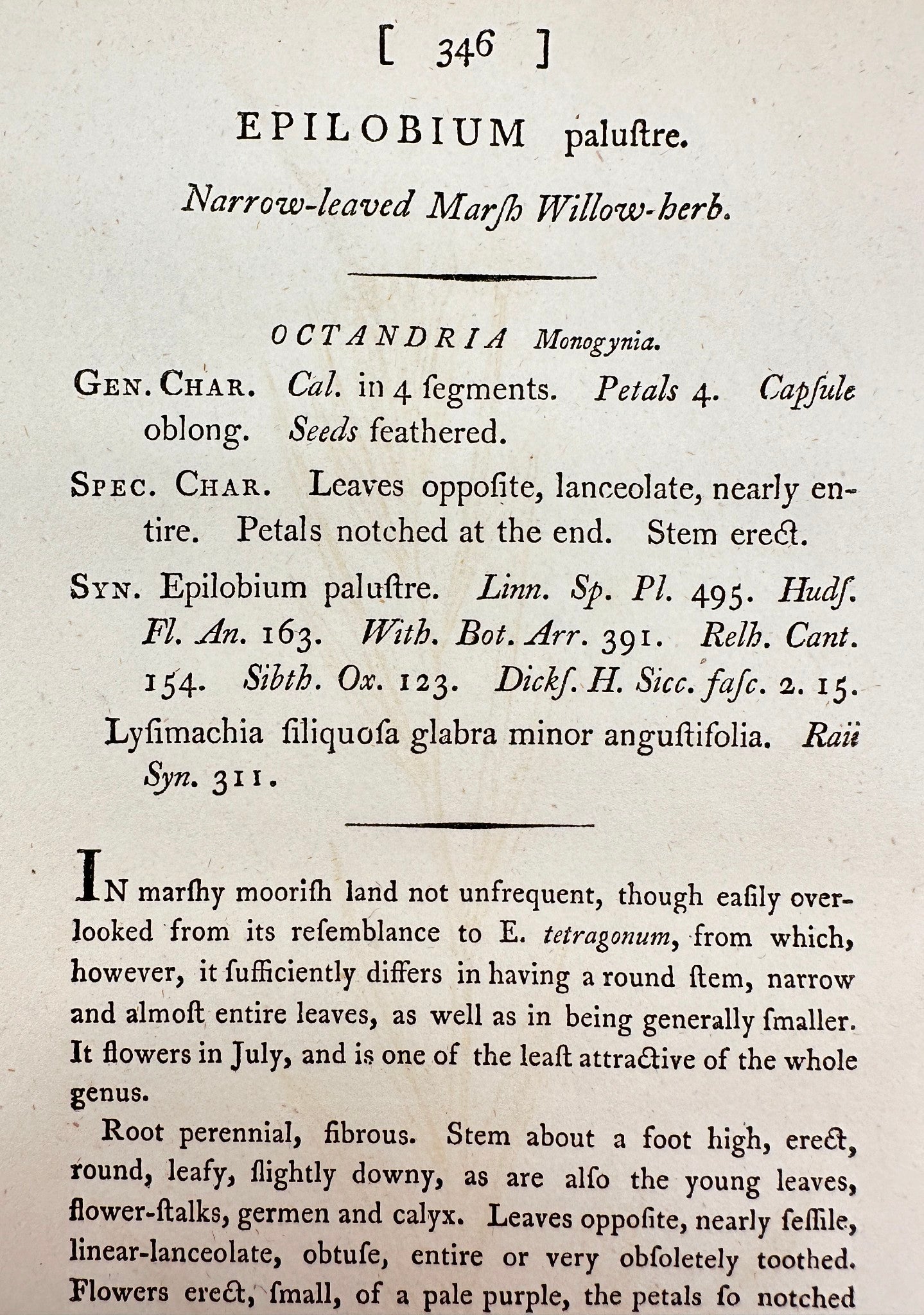Antique Print - James Sowerby - Epilobium Palustre - Marsh Willowherb - F1