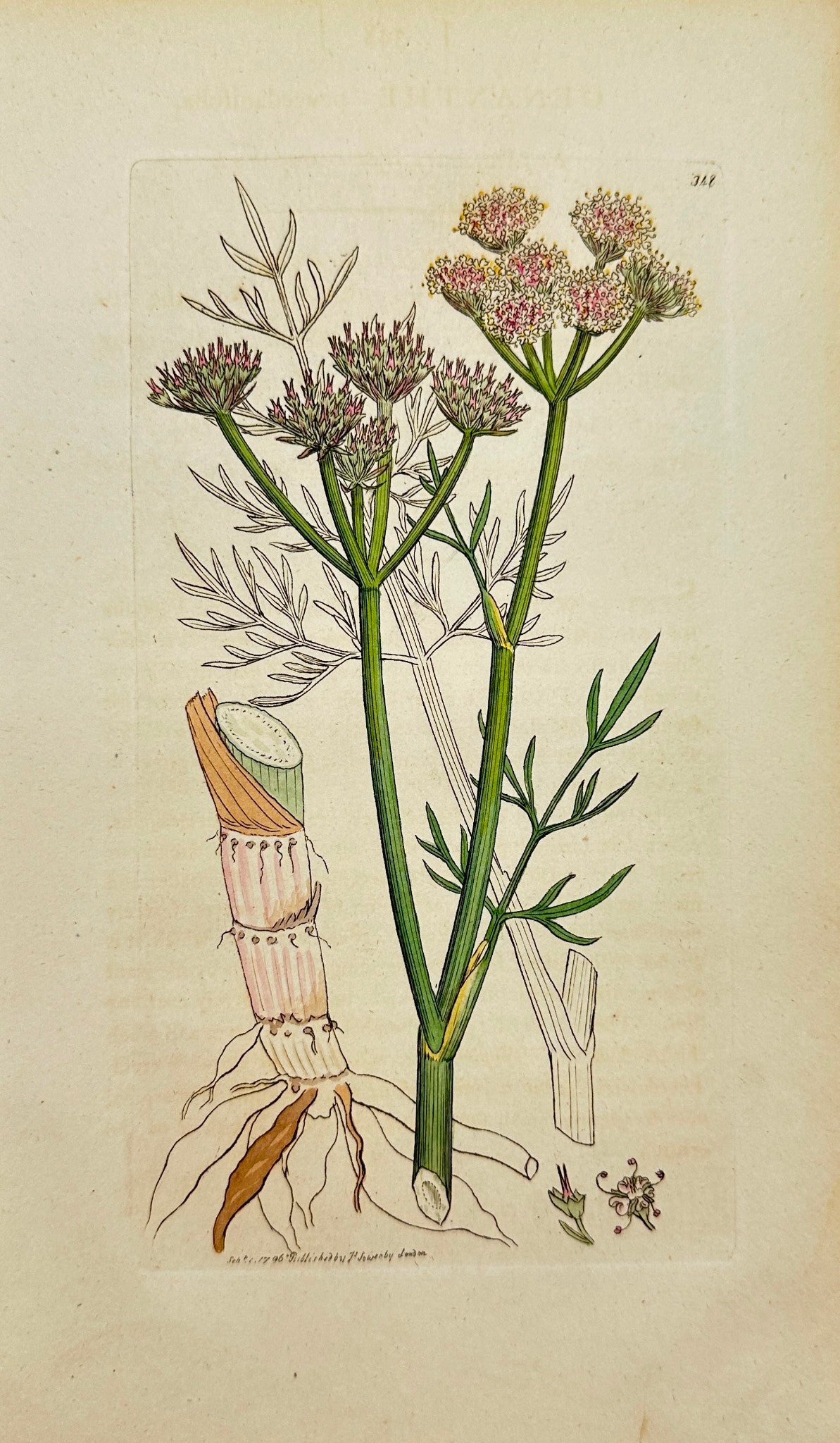 Antique Print - Sowerby - Oenanthe Peucedanifolia - Parsley Water-dropwort - F1