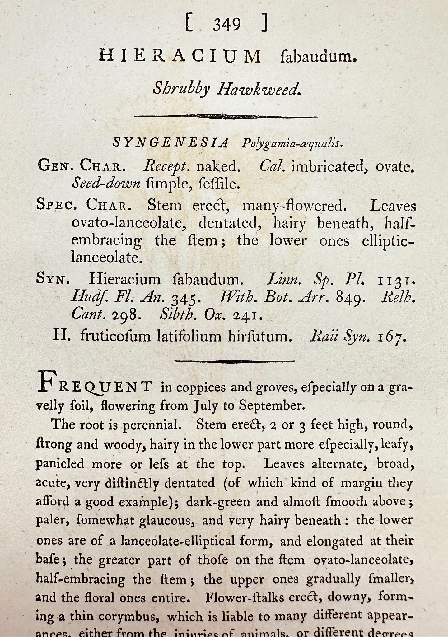 Antique Botanical Print - Sowerby - Hieracium Sabaudum - Shrubby Hawkweed - F1