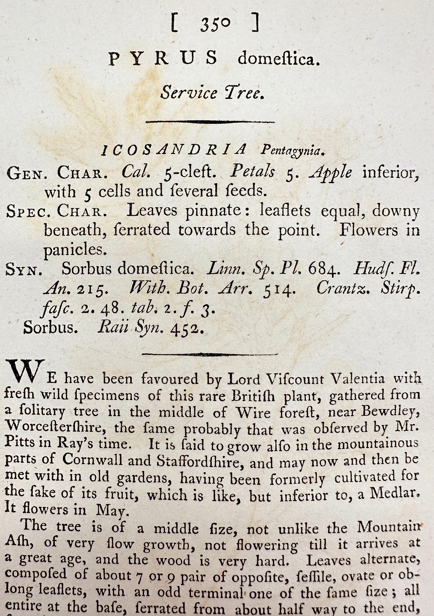 Antique Botanical Print - James Sowerby - Pyrus Domestica - Service Tree - F1