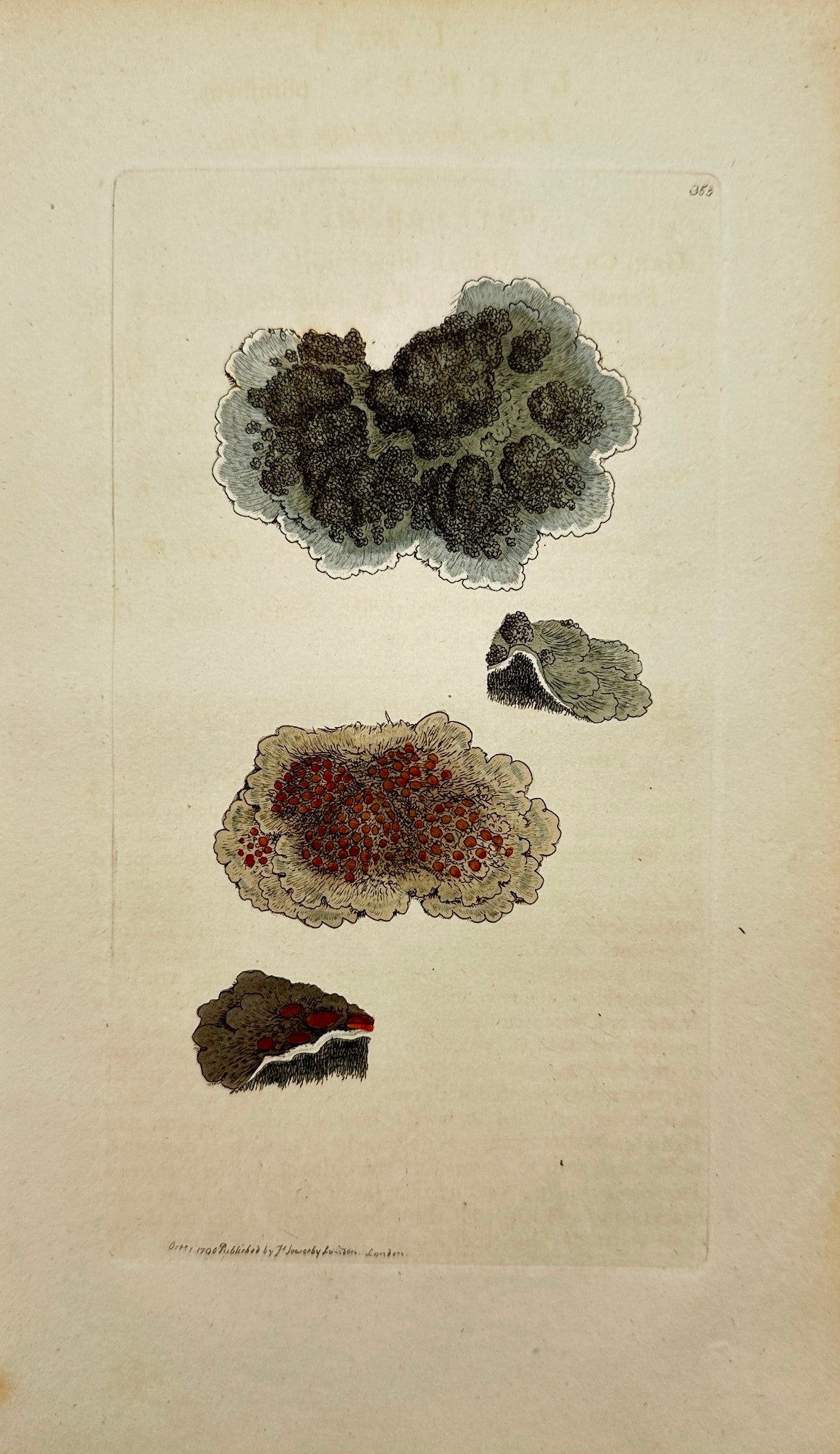Antique Print - Sowerby - Lichen Plumbeus - Lead-coloured spongy Lichen - F1