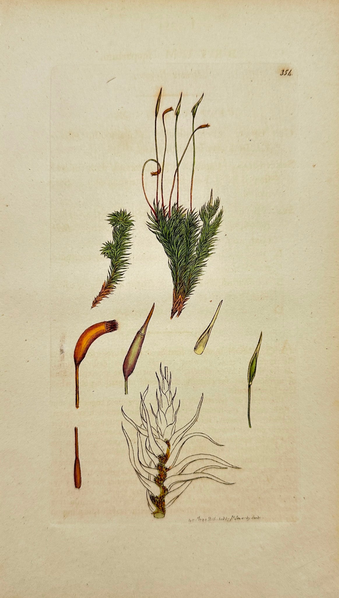 Antique Botanical Print - James Sowerby - Bryum Scoparium - Broom Bryum - F1
