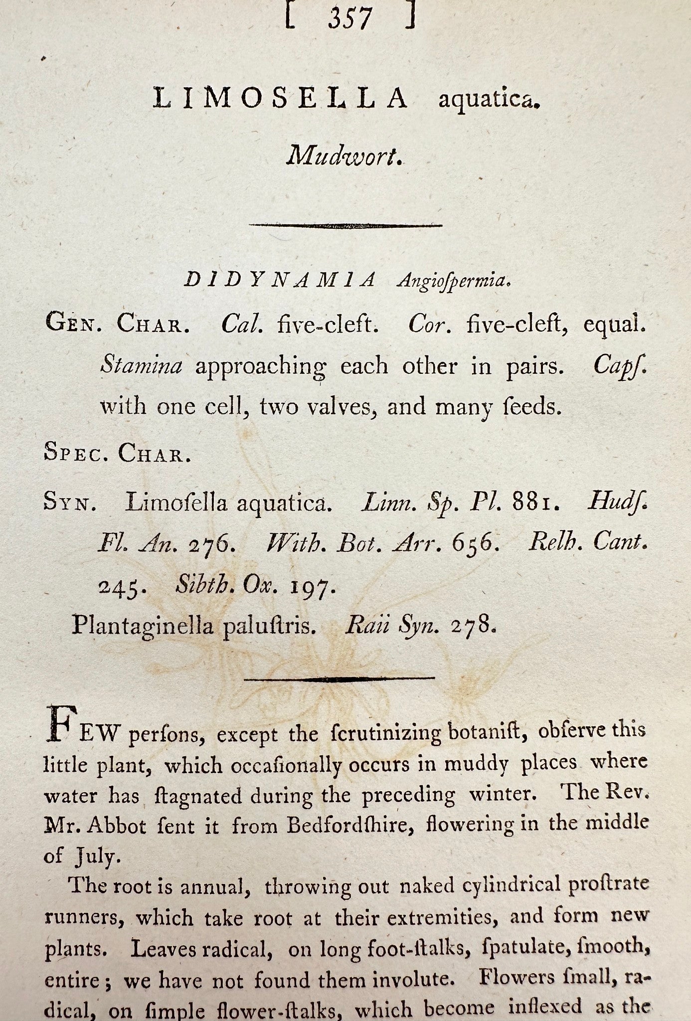 Antique Botanical Print - James Sowerby - Limosella Aquatica - Mudwort - F1