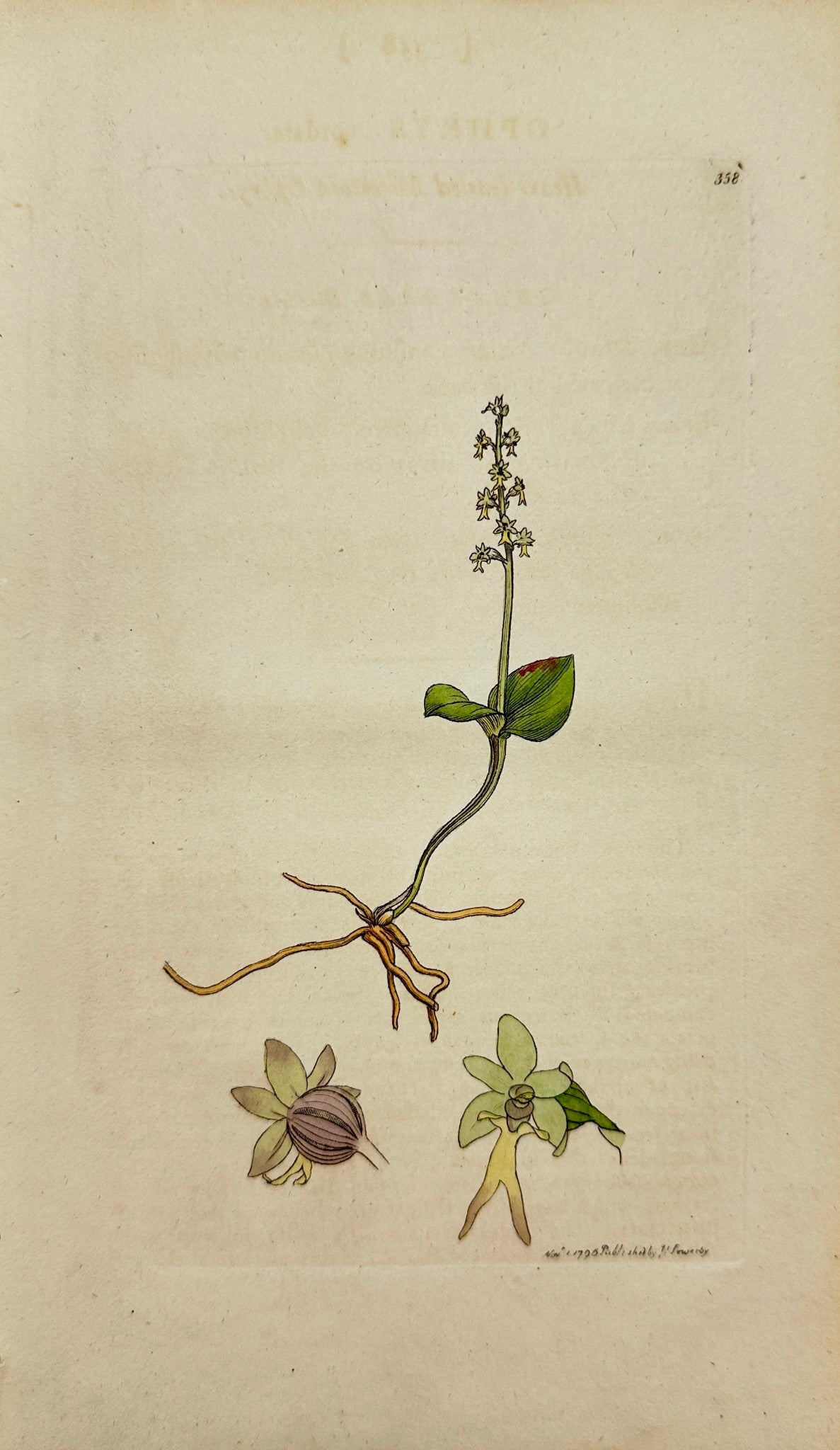 Antique Print - Sowerby - Ophrys Cordata - Heart-leaved Mountain Ophrys - F1