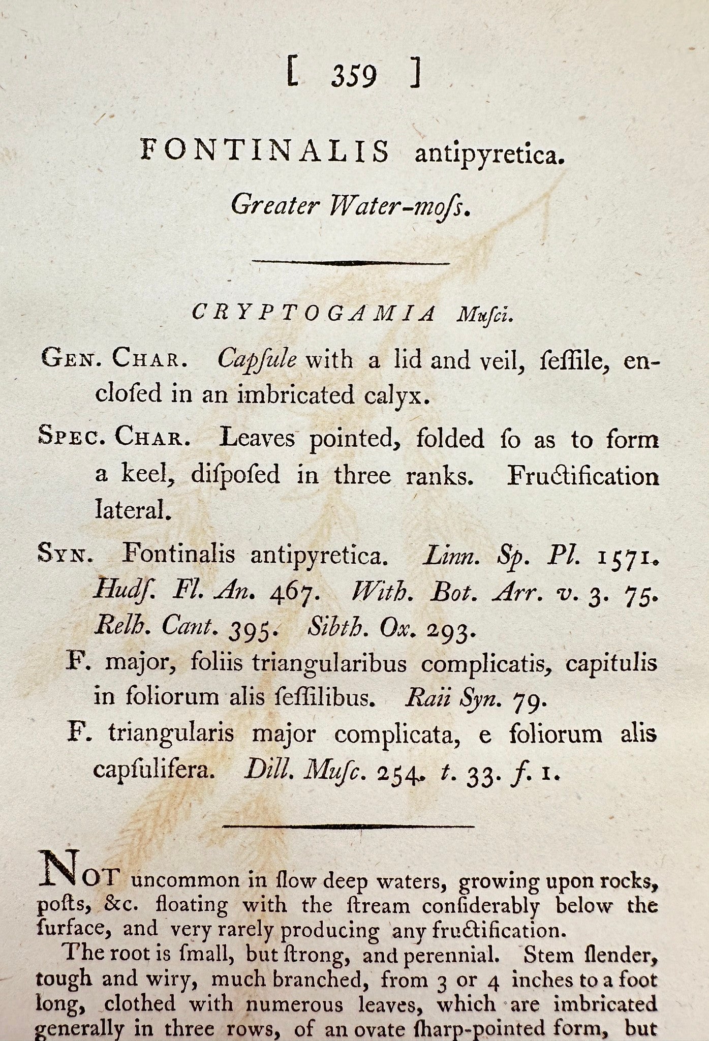 Antique Print - Sowerby - Fontinalis Antipyretica - Greater Water-mofs - F1
