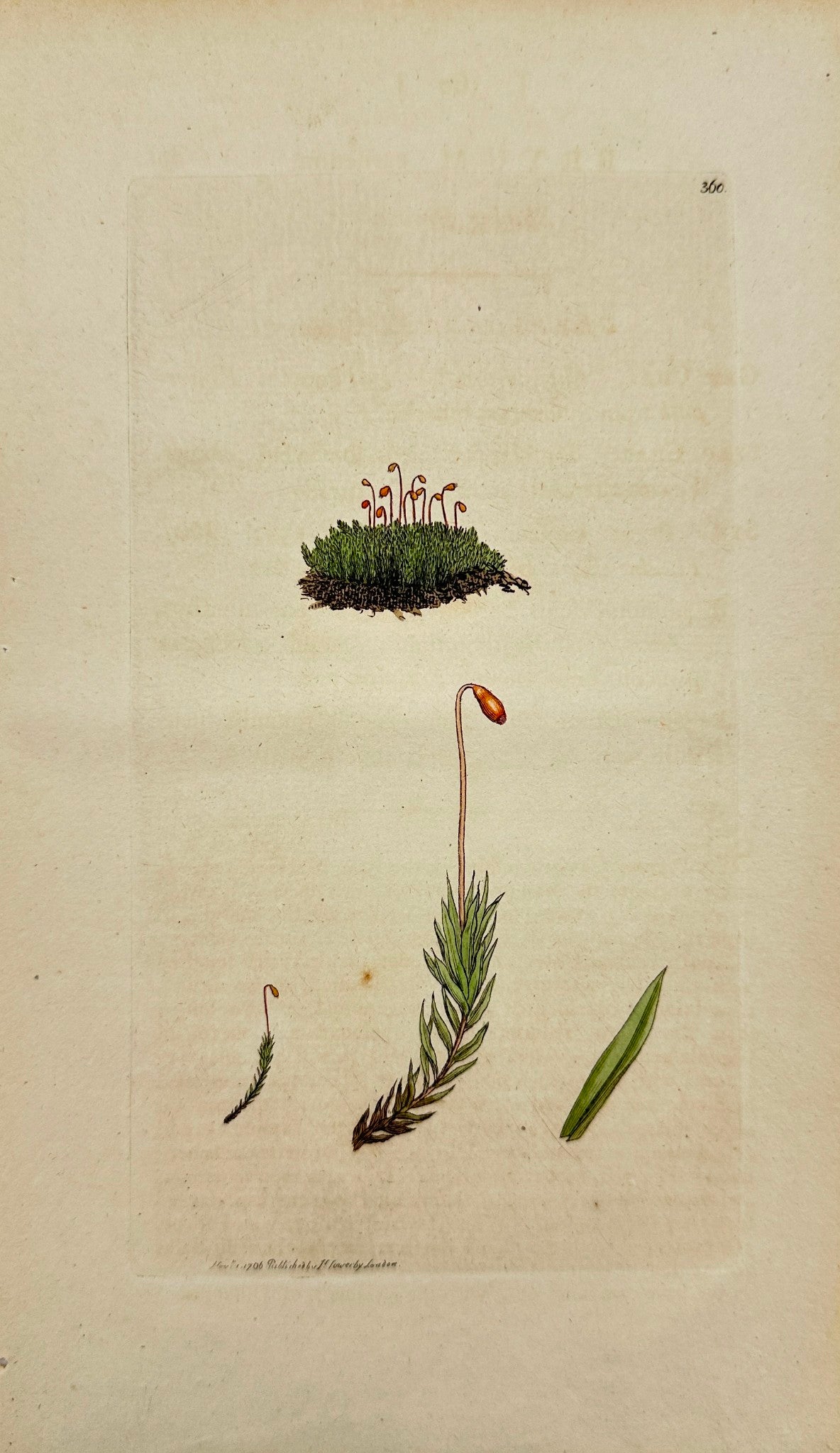 Antique Botanical Print - James Sowerby - Bryum Carneum - Shining Bryum - F1