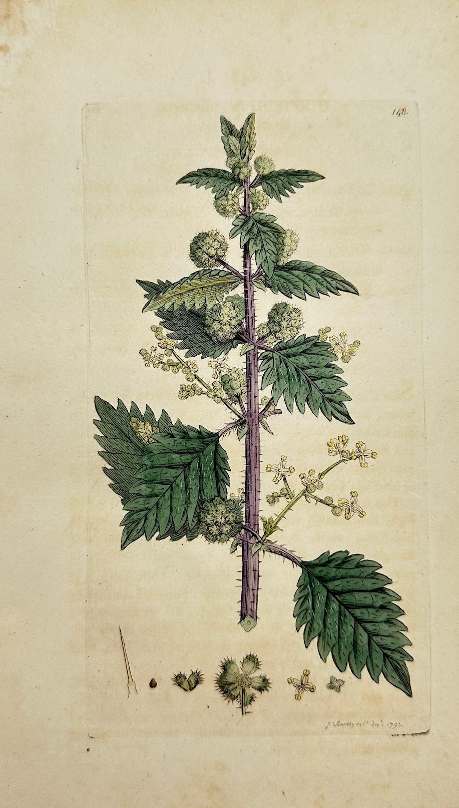 Antique Botanica Print - James Sowerby - Urtica Pilulifera - Roman Nettle - F1