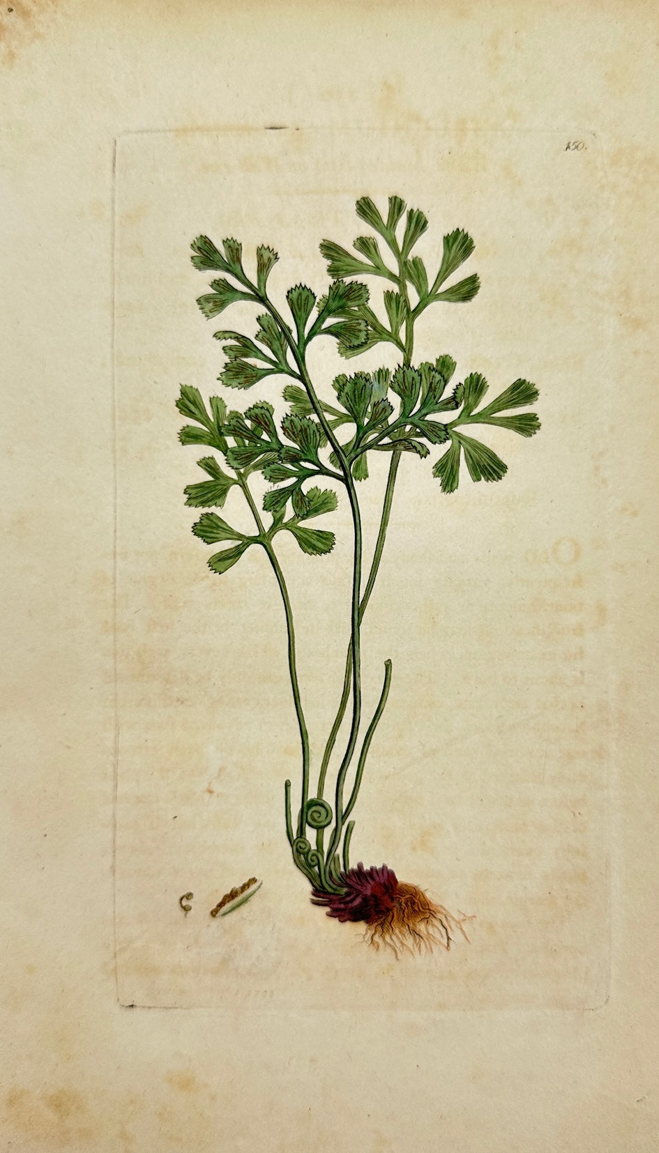 Antique Botanical Print - James Sowerby - Asplenium Ruta-muraria - Wall-rue - F1
