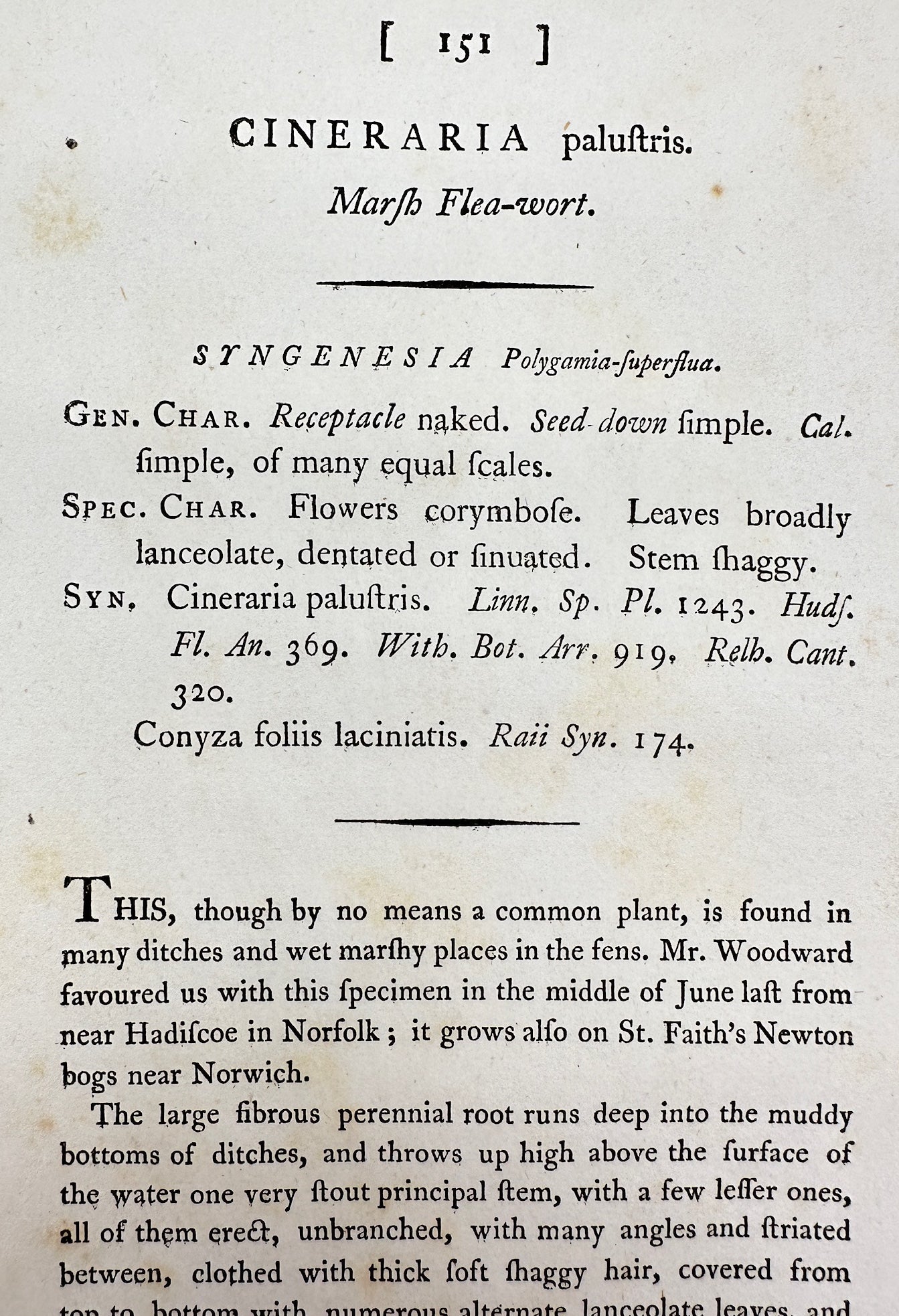 Antique Print - James Sowerby - Cineraria Palustris - Marsh Flea-wort - F1