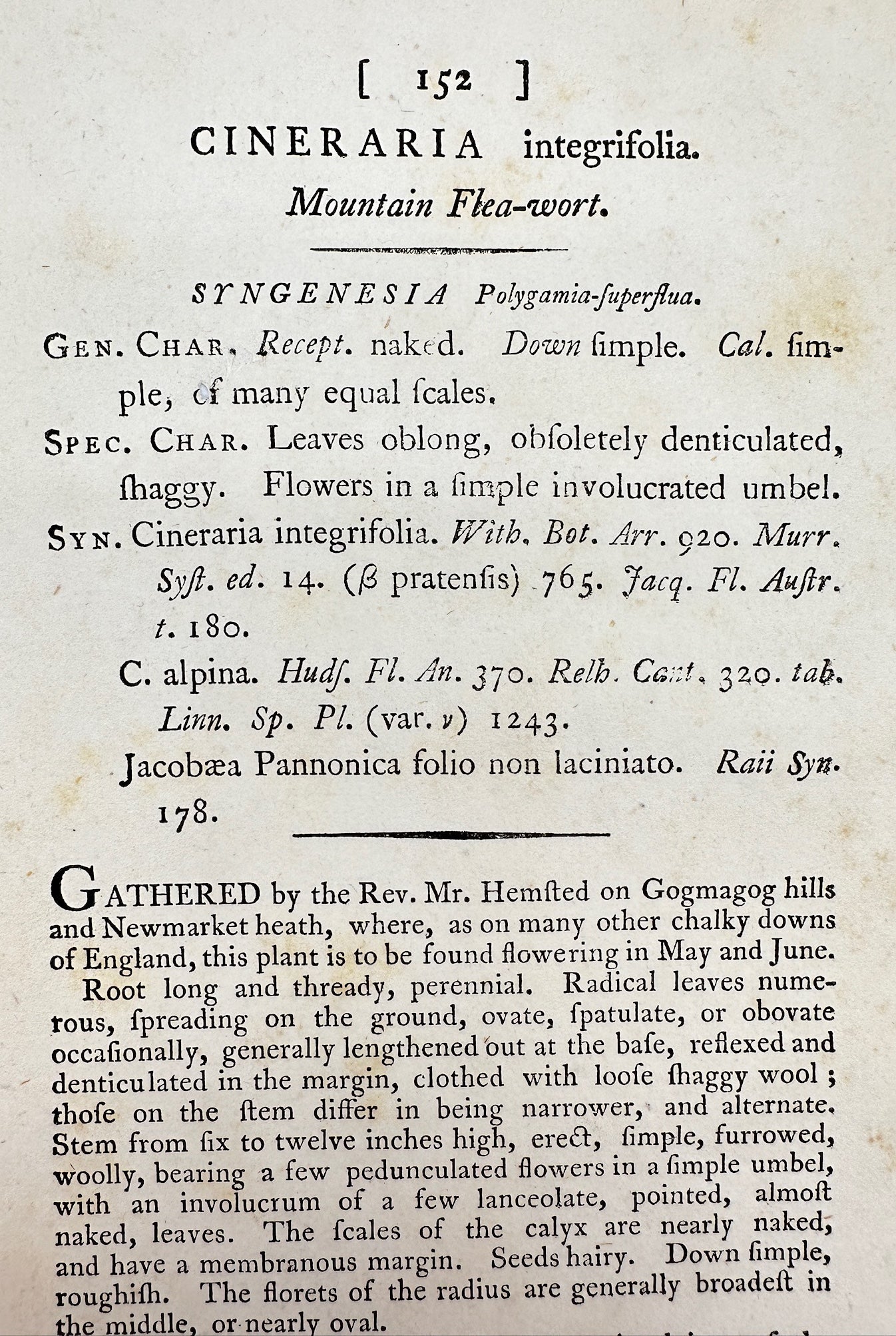 Antique Print - James Sowerby - Cineraria Integrifolia - Mountain Flea-wort - F1