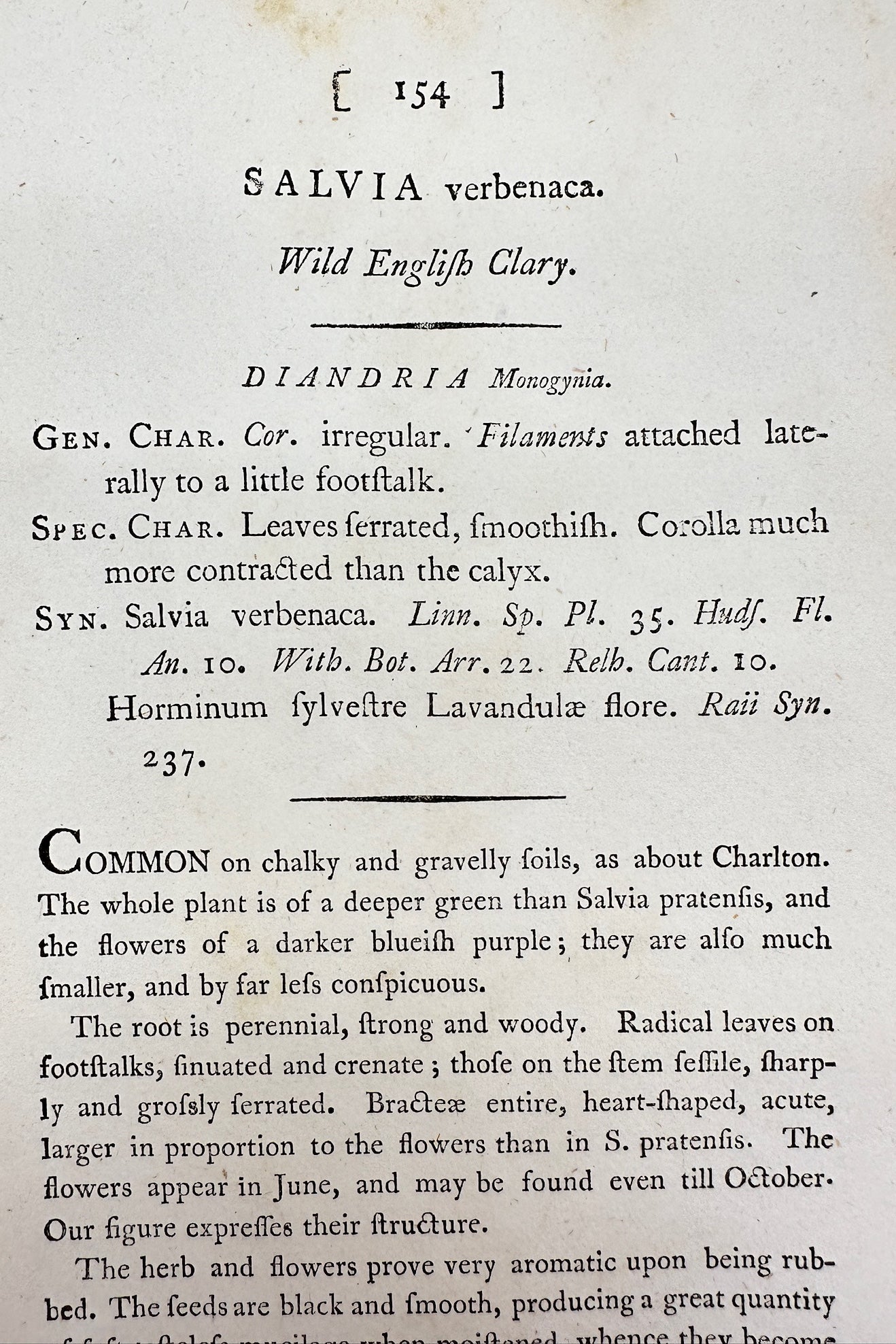 Antique Print - James Sowerby - Salvia Verbenaca - Wild English Clary - F1