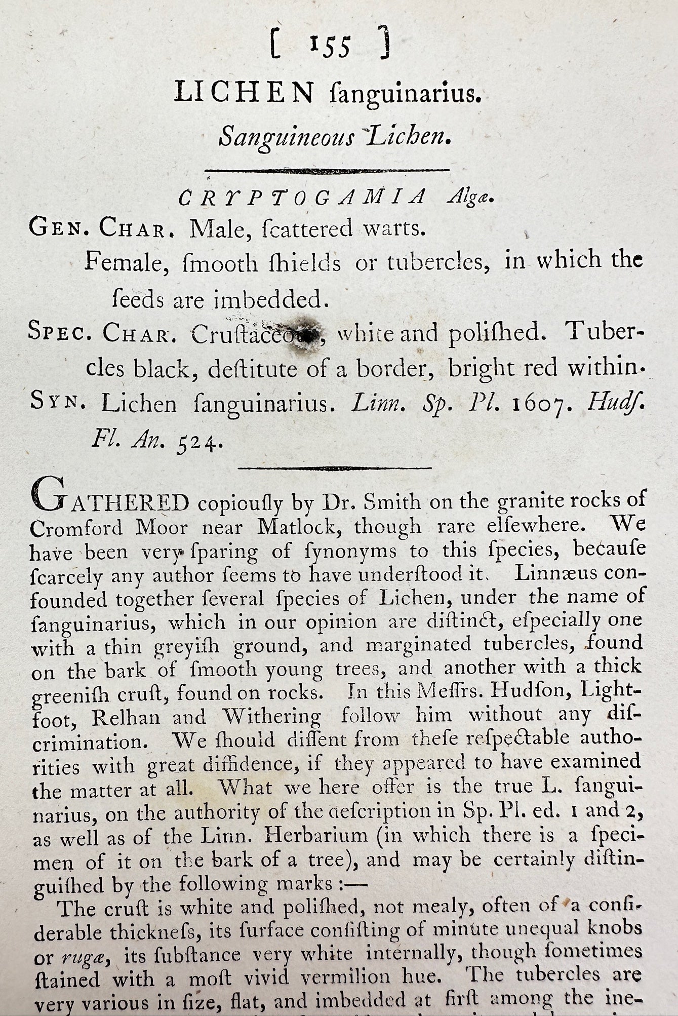 Antique Print - James Sowerby - Lichen Sanguinarius - Sanguineous Lichen - F1