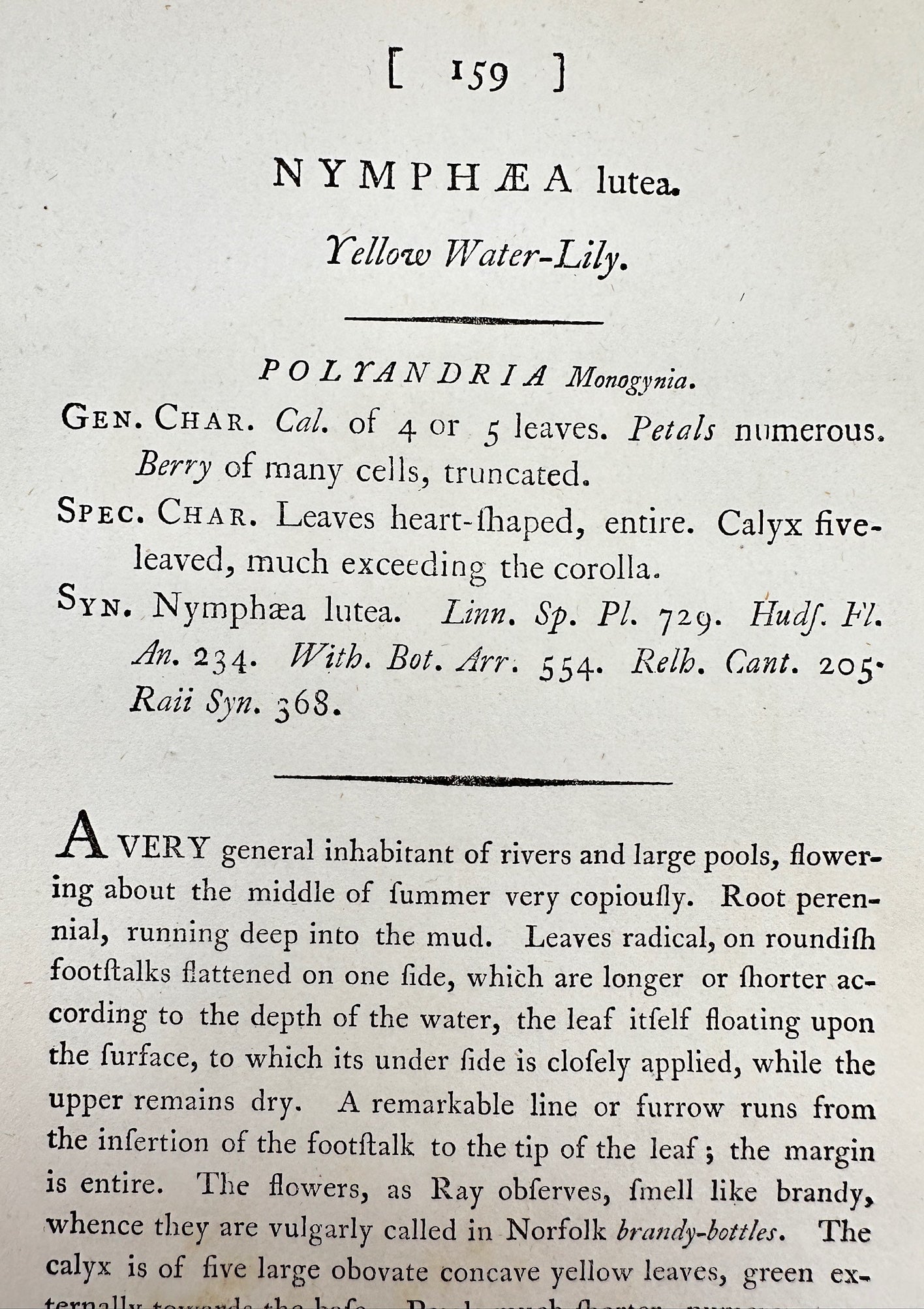 Antique Print - James Sowerby - Nymphaea Lutea - Yellow Water-Lily - F1