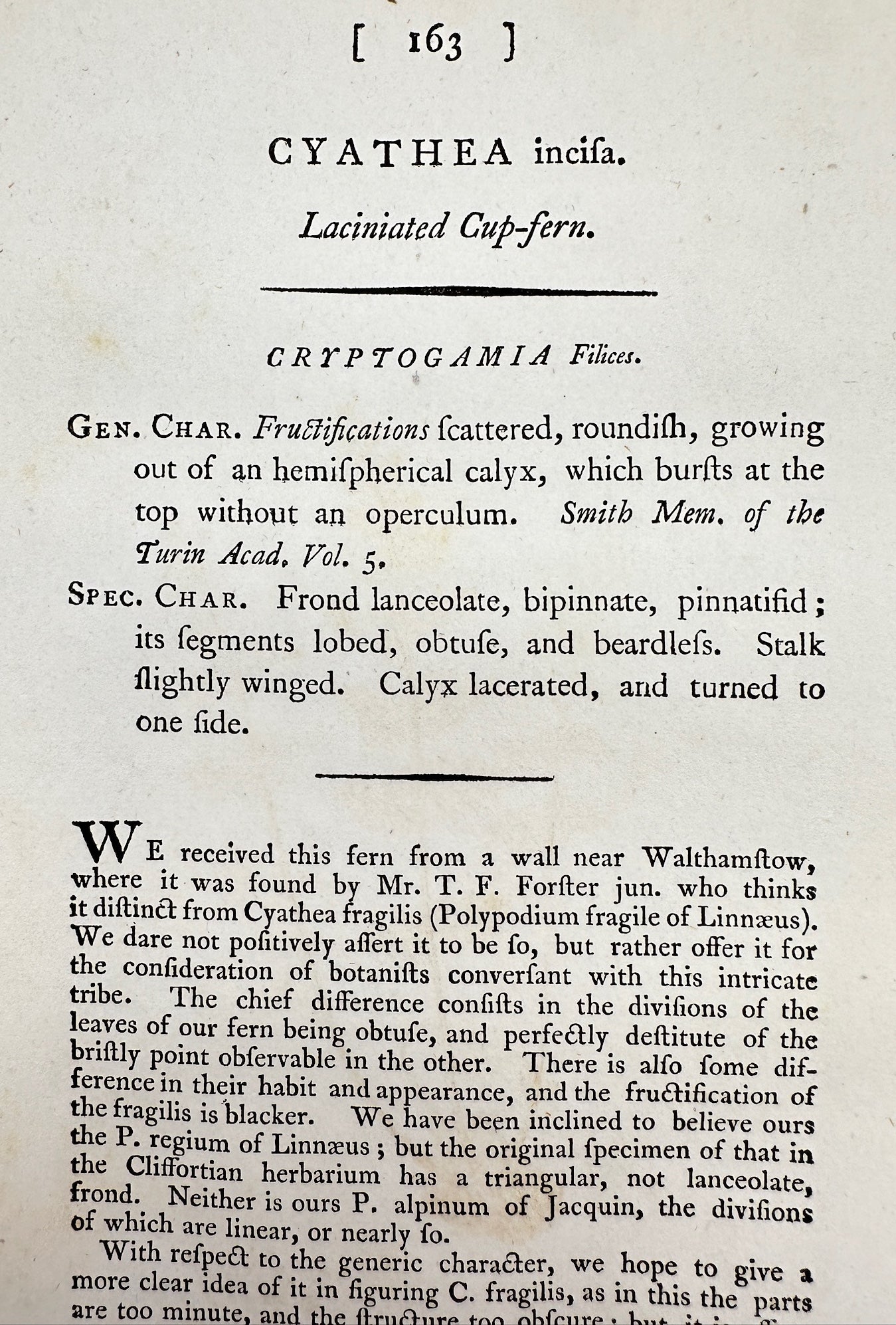 Antique Print - James Sowerby - Cyathea Incisa - Laciniated Cup-fern - F1