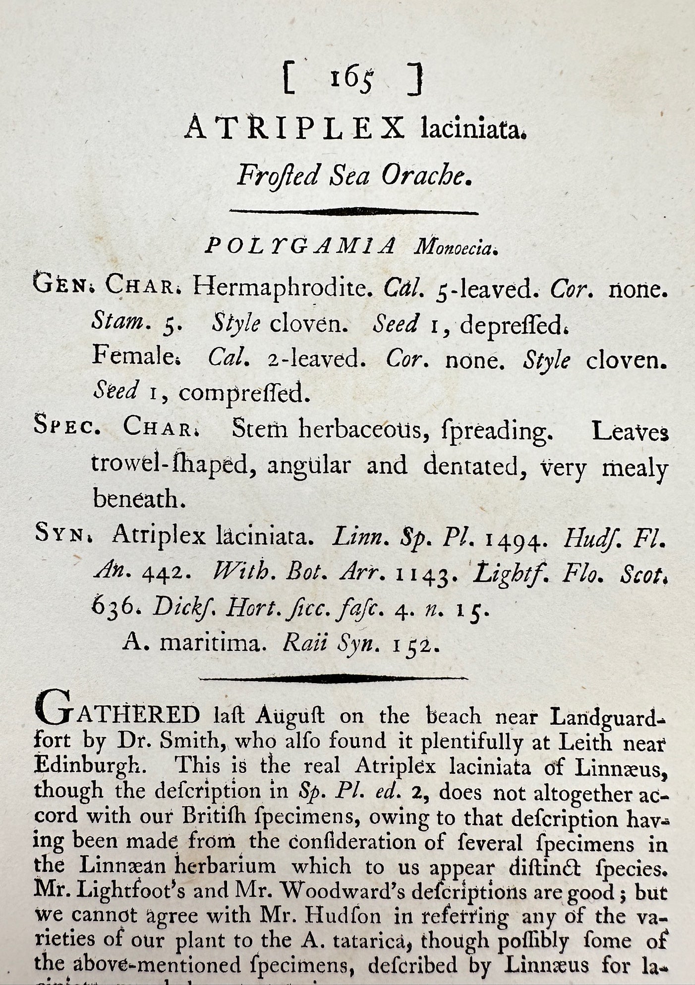 Antique Print - James Sowerby - Atriplex Laciniata - Frosted Sea Orache - F1