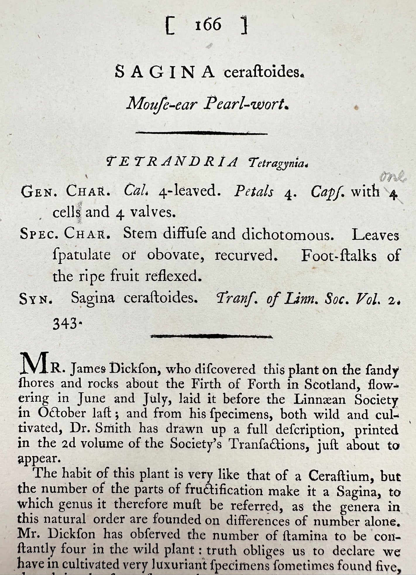 Antique Print - James Sowerby - Sagina Cerasitoides - Moufe-ear Pearl-wort - F1