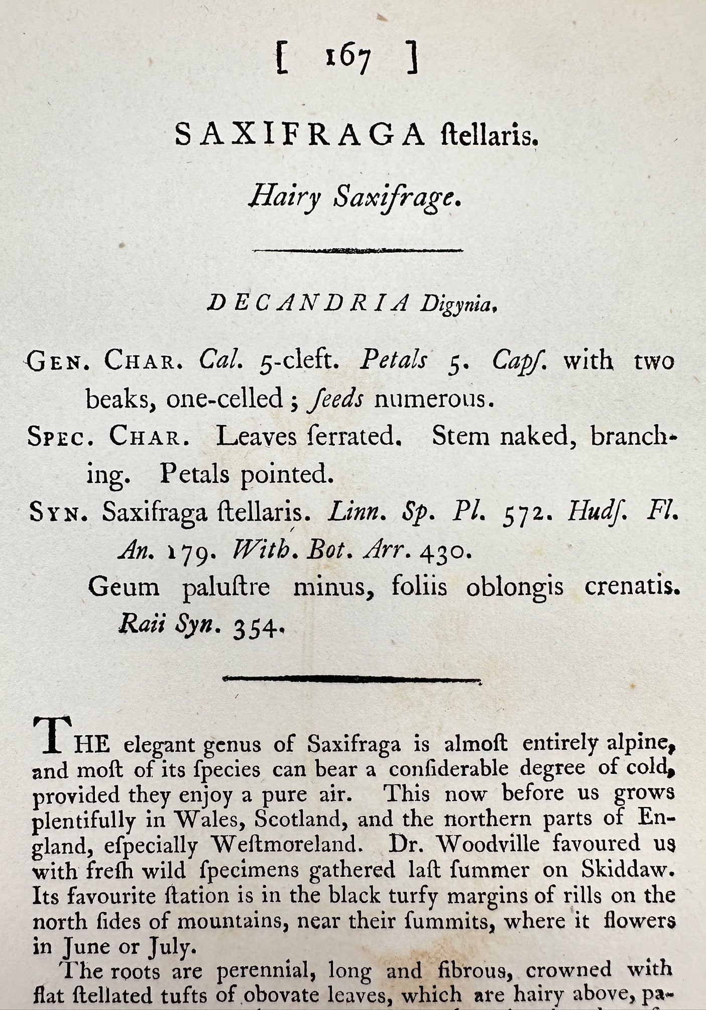 Antique Print - James Sowerby - Saxifraga ſtellaris - Hairy Saxifrage - F1