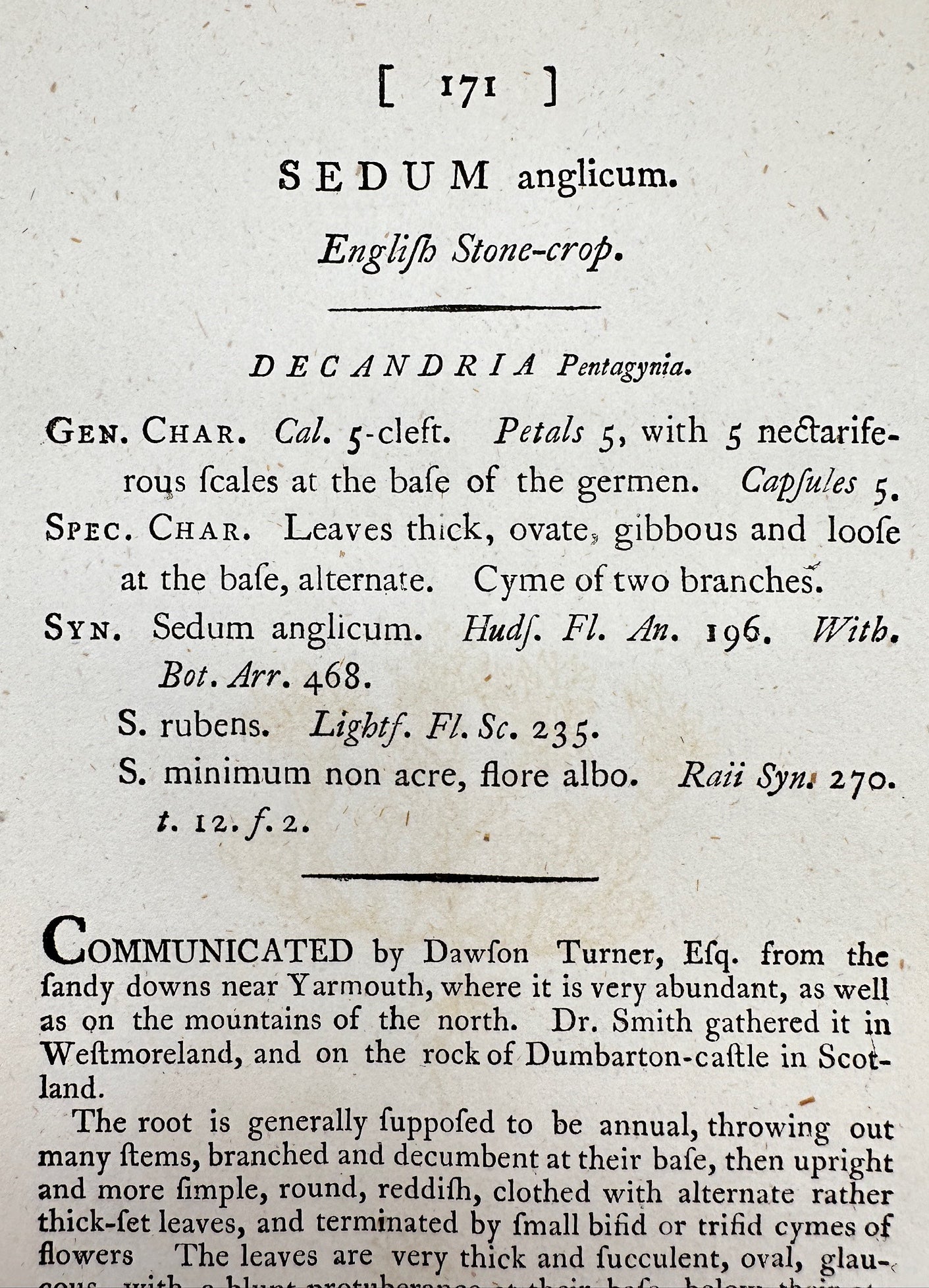 Antique Print - James Sowerby - Sedum Anglicum - English Stone-crop - F1