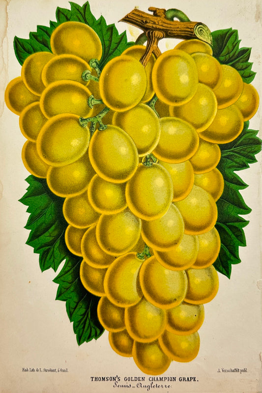 Antique Print - Charles Lemaire - Bunch of Thomson's Grapes Golden Champion - F5