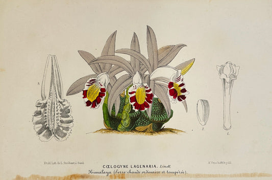Antique Print - Charles Lemaire - Orchid Flower - Kind Coelogyne Lagenaria - F5