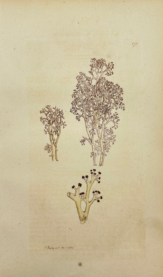 Antique Print - James Sowerby - Lichen Rangiferinus - Rein-deer Lichen - F1