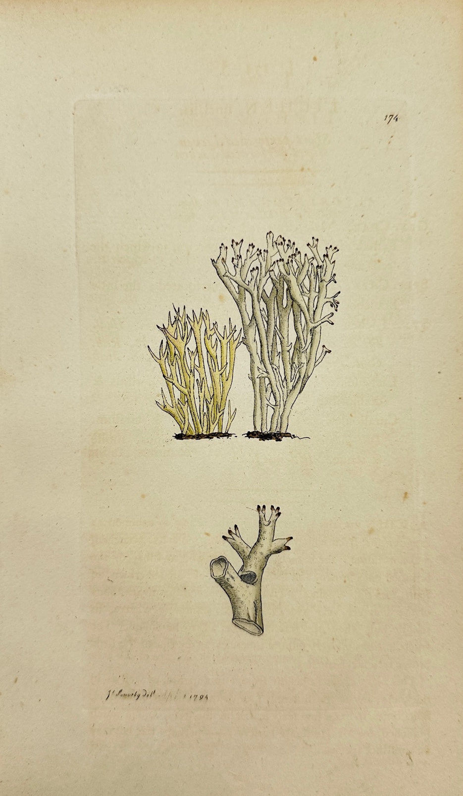 Antique Print - James Sowerby - Lichen Uncialis - Short Perforated Lichen - F1