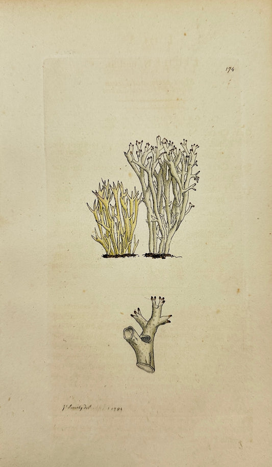 Antique Print - James Sowerby - Lichen Uncialis - Short Perforated Lichen - F1