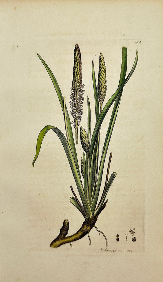 Antique Botanical Print - James Sowerby - Plantago Maritima - Sea Plantain - F1