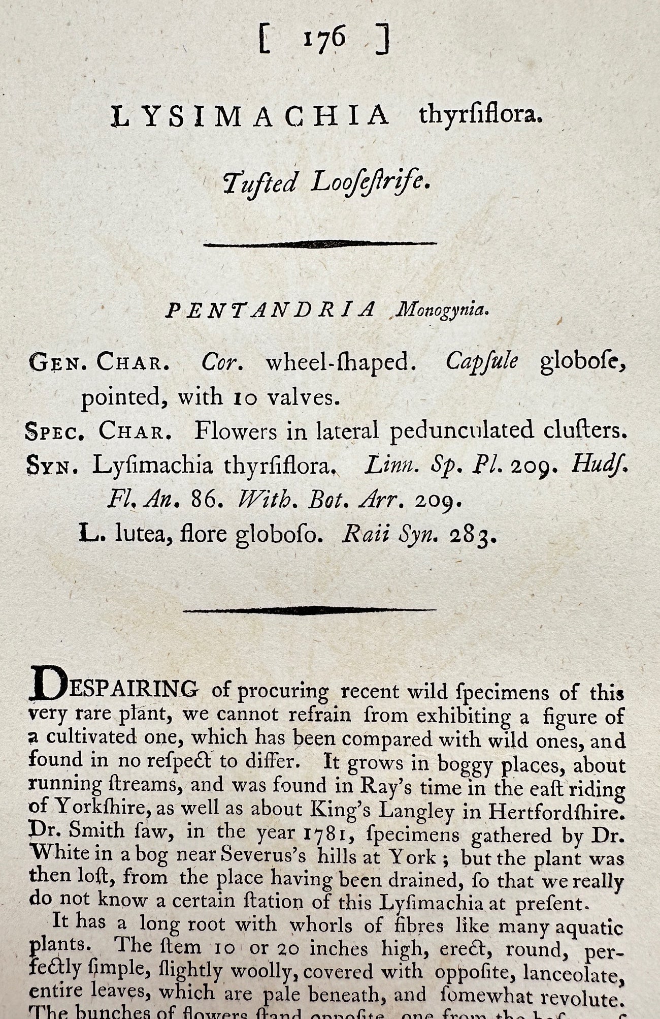 Antique Print - James Sowerby - Lysimachia Thyrsiflora - Tufted Loofeftrife - F1