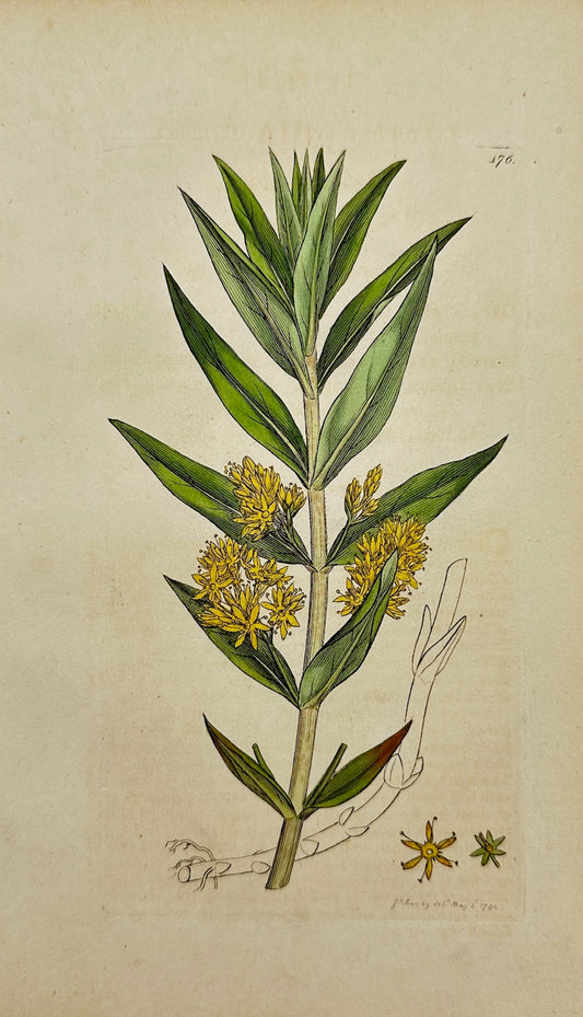 Antique Print - James Sowerby - Lysimachia Thyrsiflora - Tufted Loofeftrife - F1