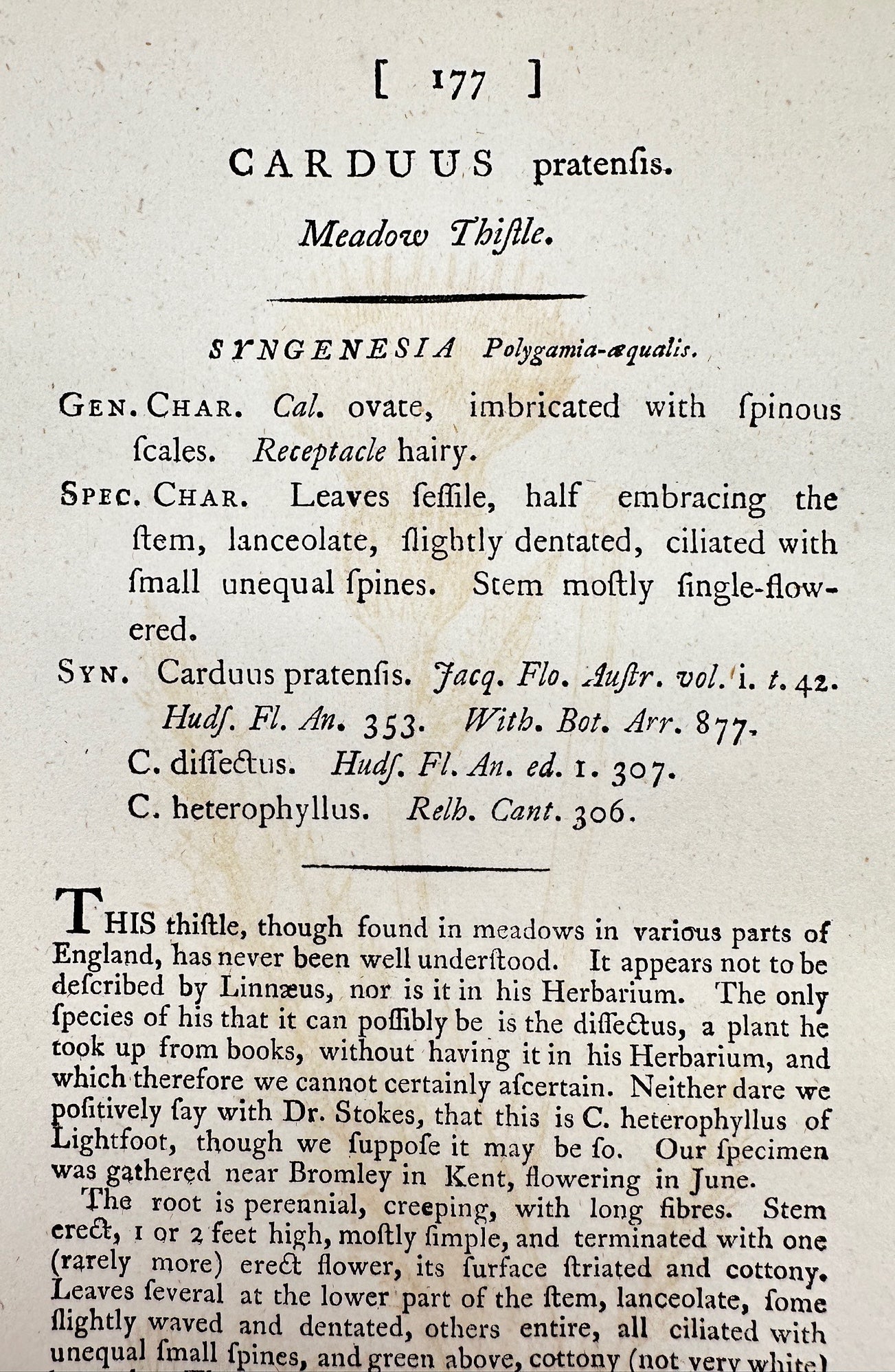 Antique Print - James Sowerby - Carduus Pratenfis - Meadow Thistle - F1