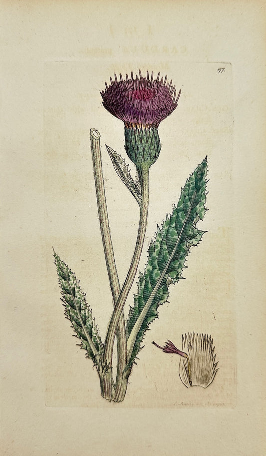 Antique Print - James Sowerby - Carduus Pratenfis - Meadow Thistle - F1