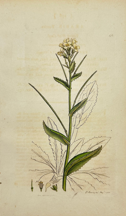Antique Botanical Print - James Sowerby - Arabis Turrita - Tower Wall-Cress - F1