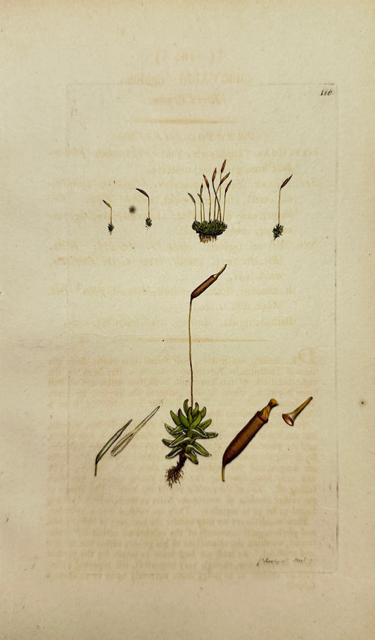 Antique Botanical Print - James Sowerby - Bryum Rigidum - Rigid Bryum - F1