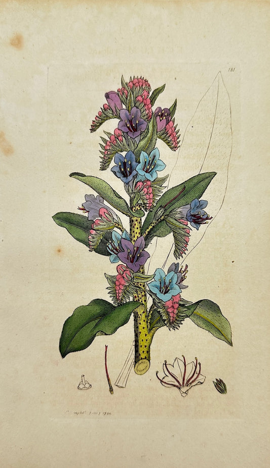 Antique Print - James Sowerby - Echium Vulgare - Common Viper's Buglofs - F1