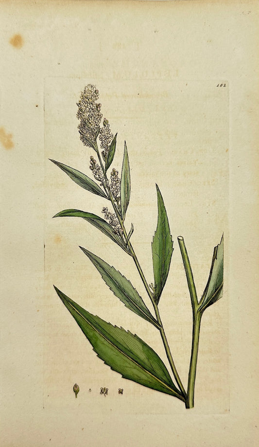 Antique Print - Sowerby - Lepidium Latifolium - Broad-leaved Pepper-wort - F1