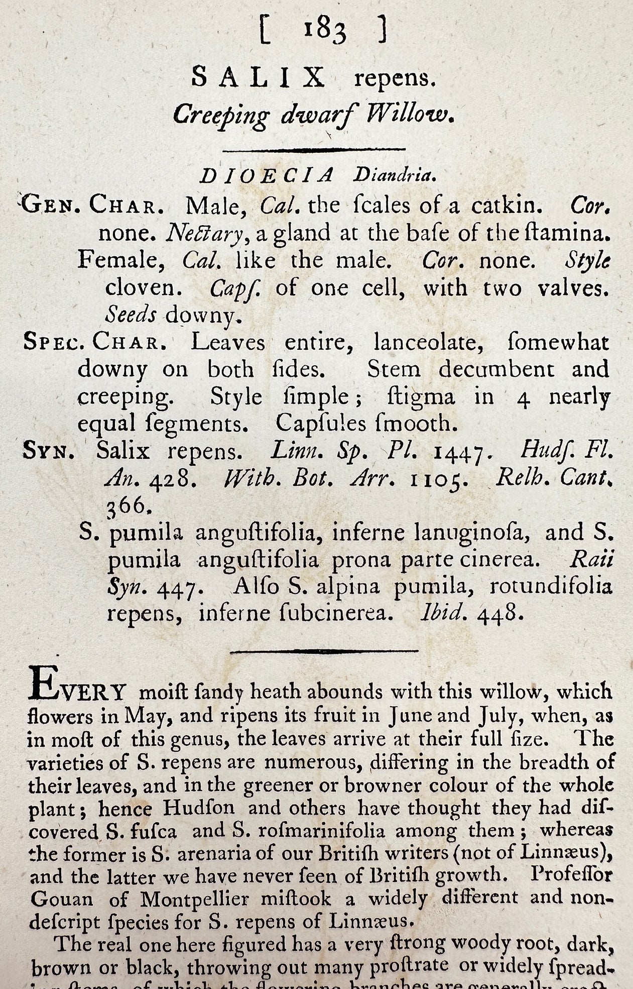 Antique Print - James Sowerby - Salix Repens - Creeping Dwarf Willow - F1