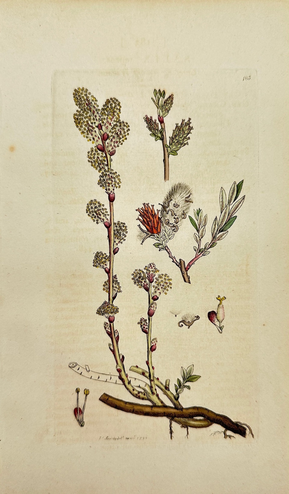 Antique Print - James Sowerby - Salix Repens - Creeping Dwarf Willow - F1