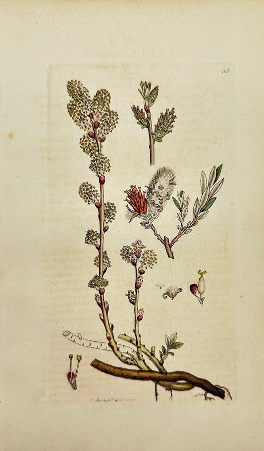 Antique Print - James Sowerby - Salix Repens - Creeping Dwarf Willow - F1
