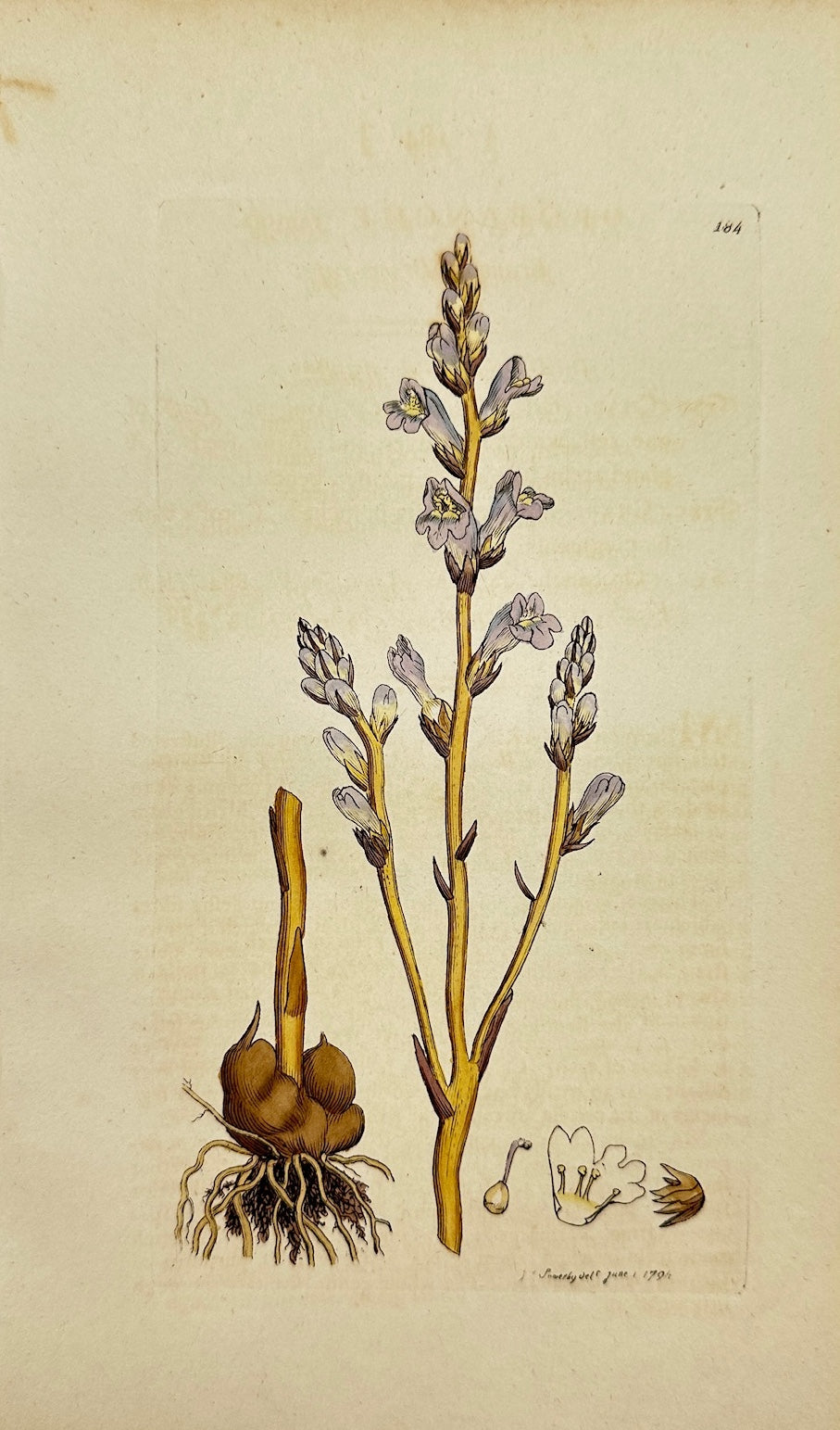 Antique Print - James Sowerby - Orobanche Ramofa - Branched Broom-rape - F1