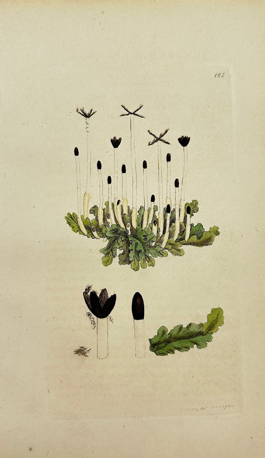Antique Print - Sowerby - Jungermannia Pinguis - Slippery Jungermannia - F1