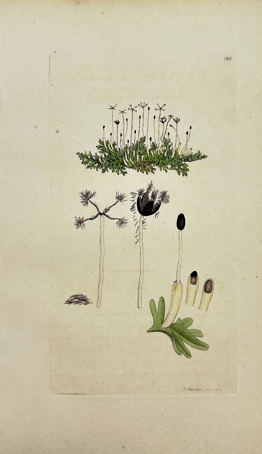 Antique Print - Sowerby - Jungermannia Multifida - Many-lobed Jungermannia - F1