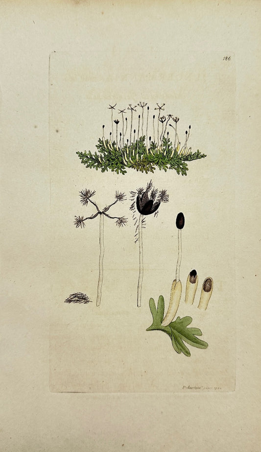 Antique Print - Sowerby - Jungermannia Multifida - Many-lobed Jungermannia - F1