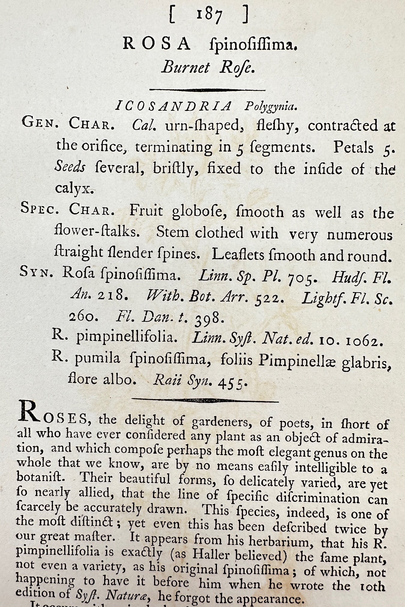 Antique Botanical Print - James Sowerby - Rosa Spinosissima - Burnet Rofe - F1