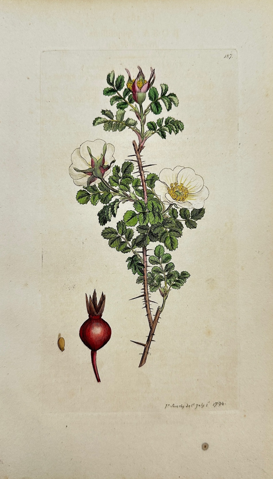 Antique Botanical Print - James Sowerby - Rosa Spinosissima - Burnet Rofe - F1