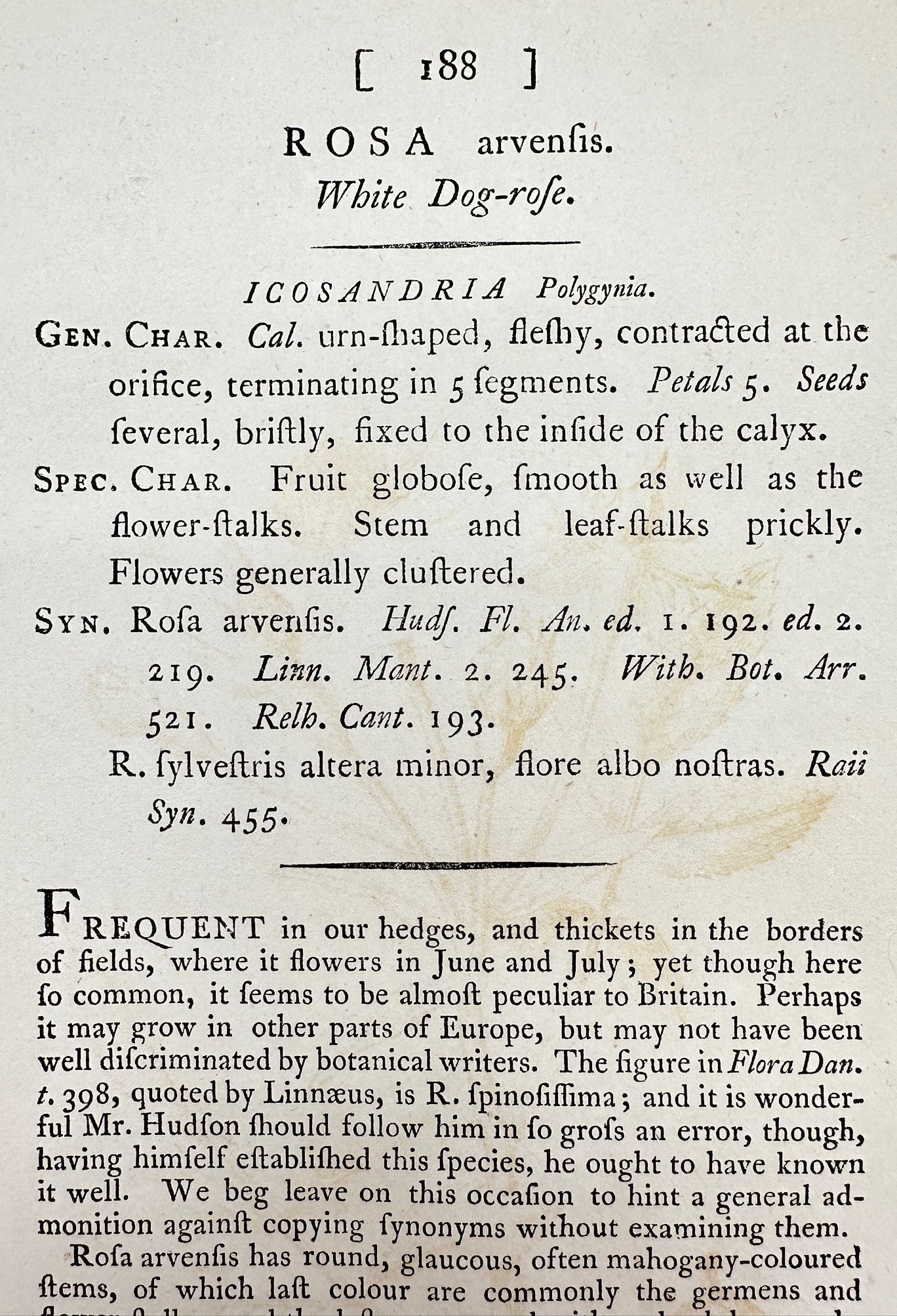 Antique Botanical Print - James Sowerby - Rosa Arvenfis - White Dog-rofe - F1