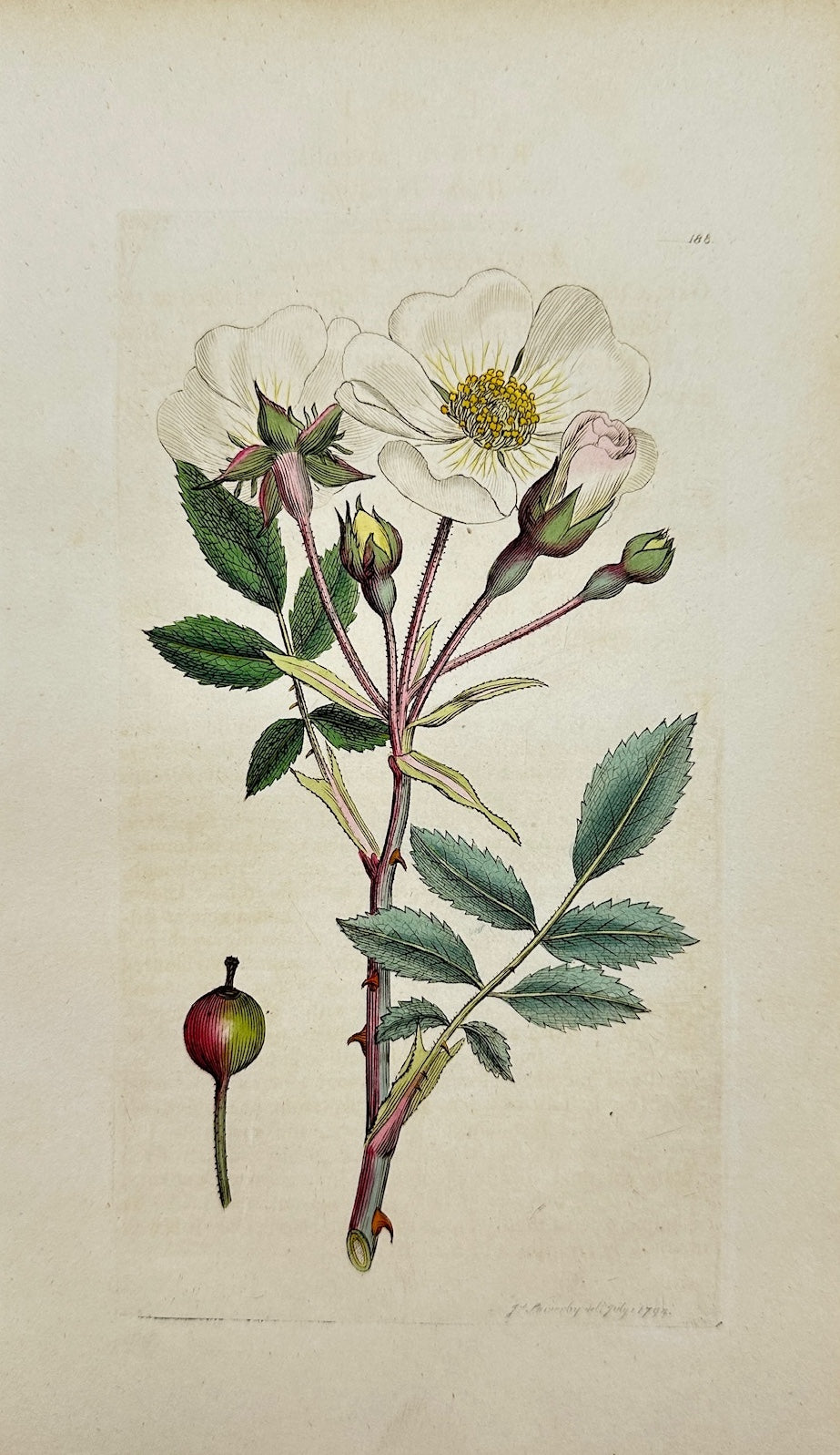 Antique Botanical Print - James Sowerby - Rosa Arvenfis - White Dog-rofe - F1